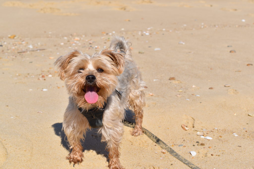 Portrait Jey Yorkshire à la plage