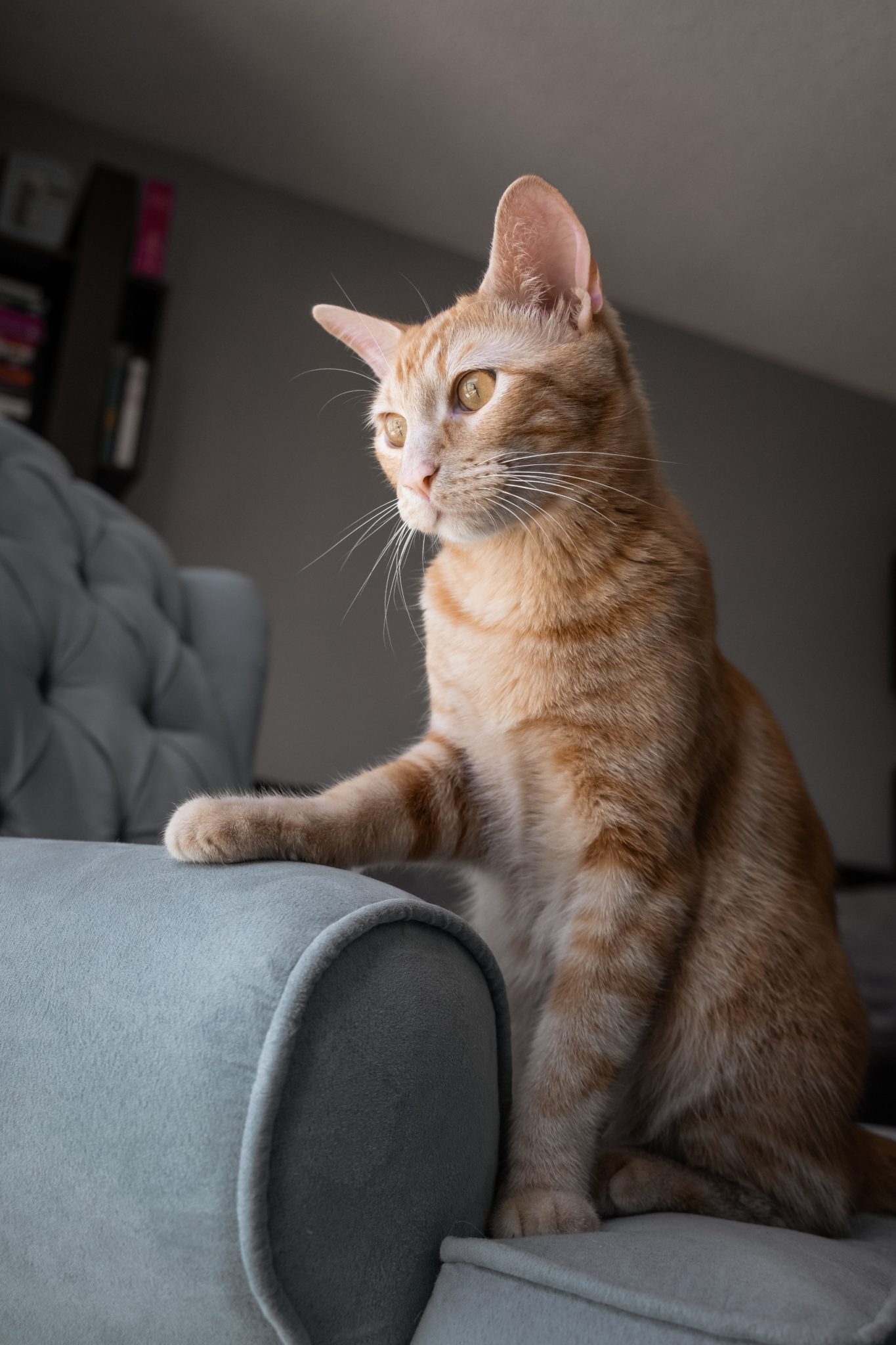 chat roux sur canapé