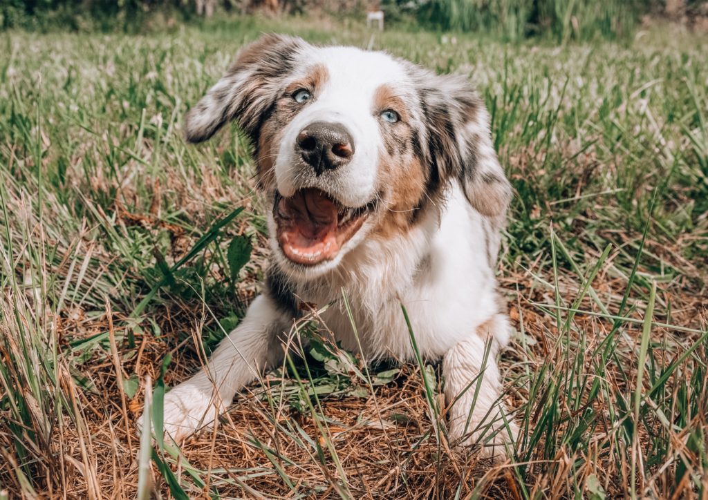 © Crédit photo : Honest Paws via Unsplash