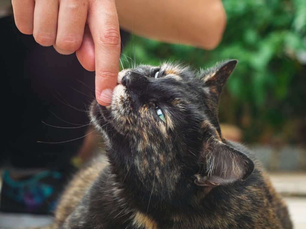 Contact-chat-doigt
