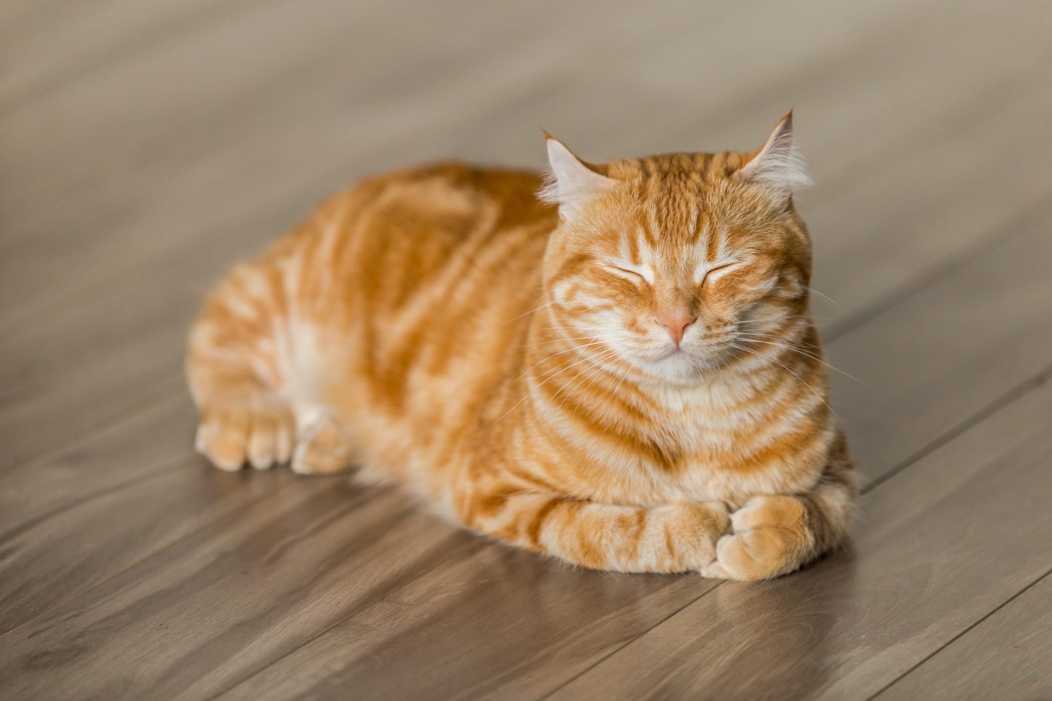 Chat-tranquille