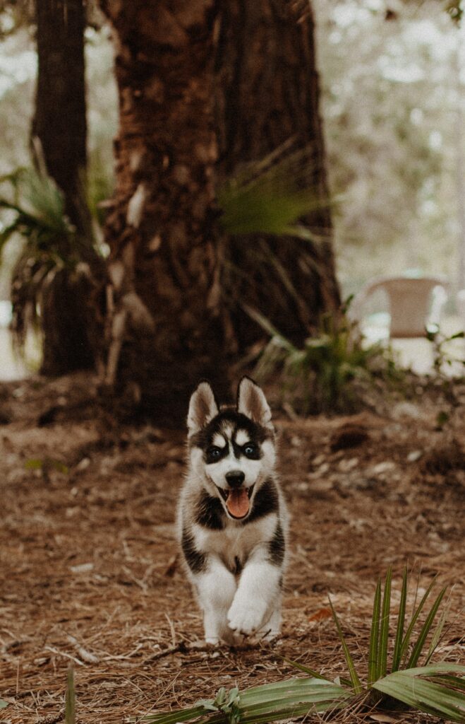 chiot-husky