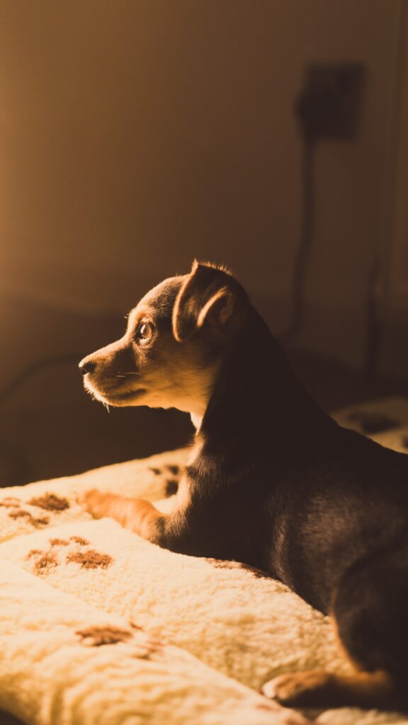 Â© CrÃ©dit photo : Talha Imam via Unsplash